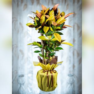 Croton Codiaeum Variegatum