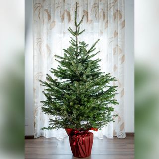 Albero Di Natale