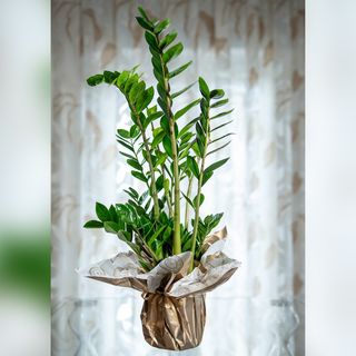 Zamioculcas