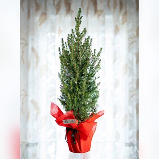 Alberello Di Abete Conico