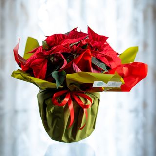 Stella Di Natale Mini