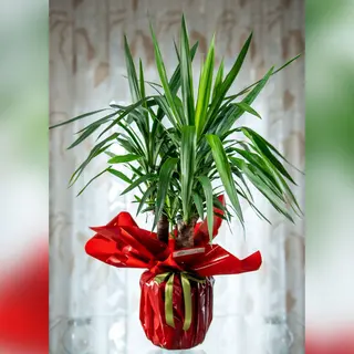 Yucca