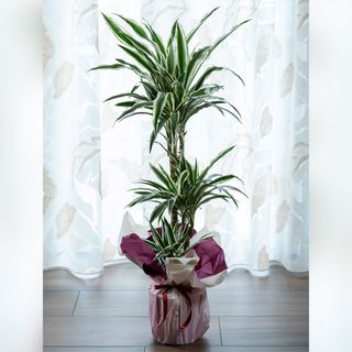 Dracaena Ulisse