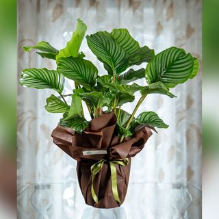 Calathea Orbifolia
