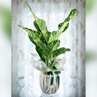 Dieffenbachia Seguine Crown