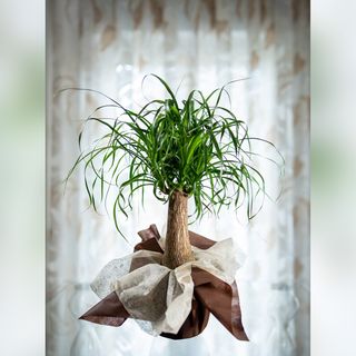 Beaucarnea Recurvata