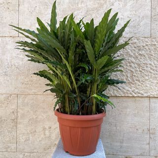 Calathea Rufibarba