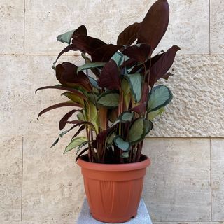 Calathea Picturata