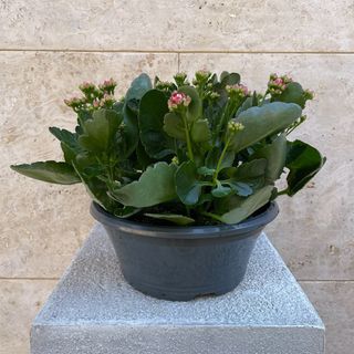 Kalanchoe Calandiva
