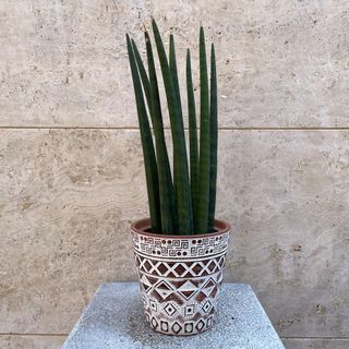 Sanseveria Cilindrica