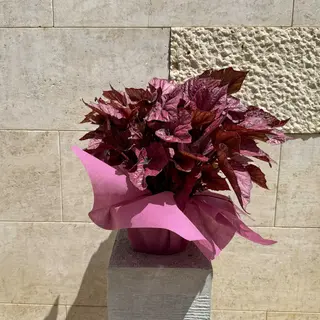 Begonia Elatior