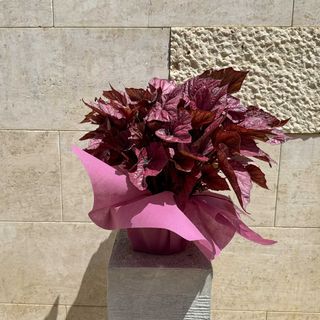 Begonia Elatior