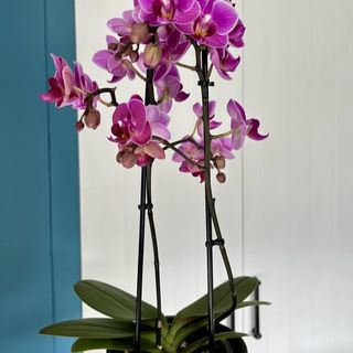 Orchidea con portavaso. 