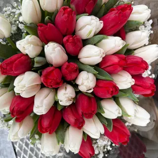 tulips Love.