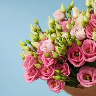 Eustoma ( Lisanthus)