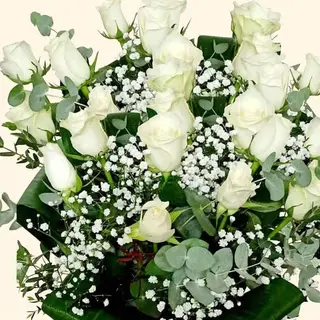 Rose Bianche
