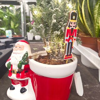 Piante Albero di pinus(Picea) con luce