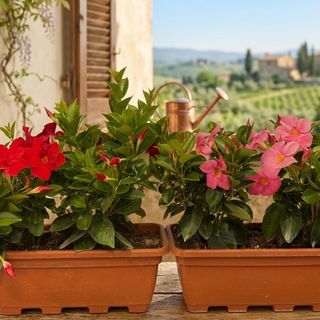 pianta vaschetta Dipladenia ( 2 cestini )