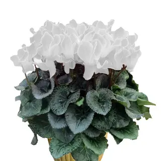 Ciclamino bianco 