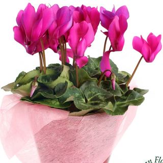 Ciclamino rosa