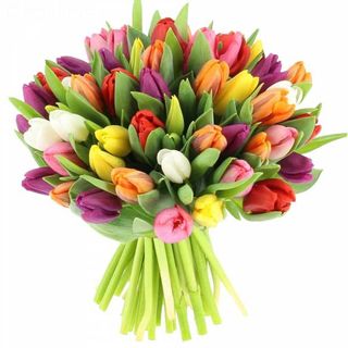 Tulips Mix 50 Pcs