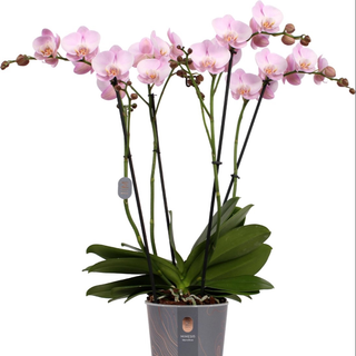 Orchidea Mimesis Deluxe