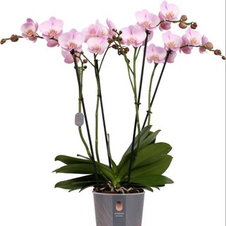 Orchidea Mimesis Deluxe