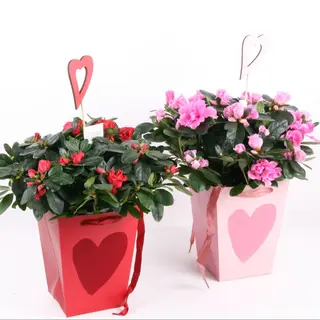 PREMIUM AZALEA WITH BOX LOVE SHAPE BAG