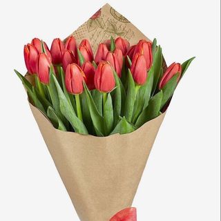 Tulipani Strong Fire