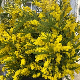 Bouquet mimosa