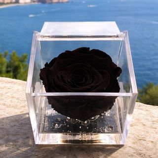 Notte Partenopea (rosa nera stabilizzata)