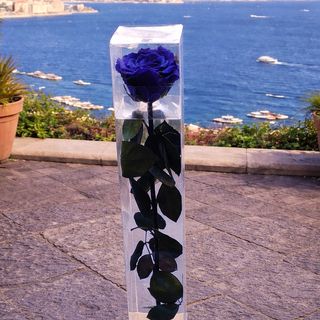 Rosa blu stabilizzata