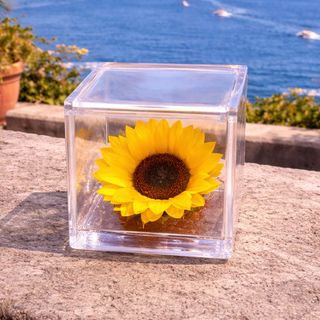 Girasole stabilizzato