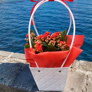 Borsetta di kalanchoe