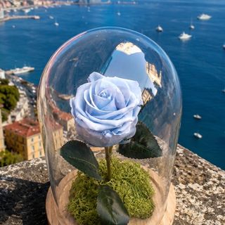 Rosa Azzurra del Golfo(rosa azzurra campana)