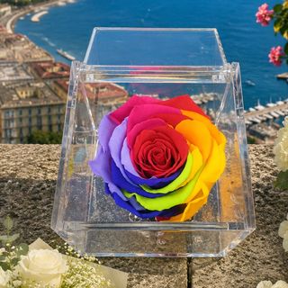 Arcobaleno Partenopeo Stabilizzato Rosa