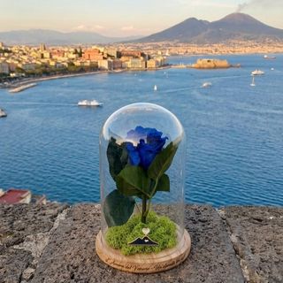 Blu Napoli ( Rosa in campana blu )