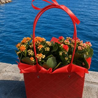 Borsetta del Sole (2 kalanchoe )