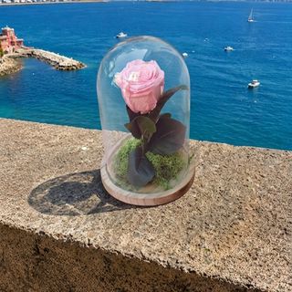 Venere in Campana (rosa rosa)