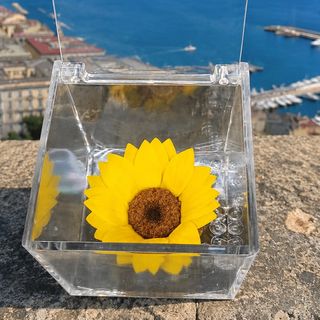 Sole di Napoli (girasole stabilizzato )