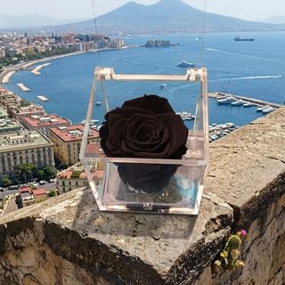 Notte Partenopea (rosa nera stabilizzata)