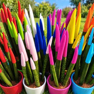 Sansevieria Fantasy
