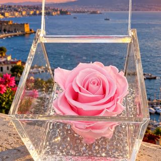 Rosa Per Sempre (stabilizzata cubo rosa rosa)