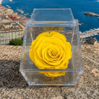 Rosa del Vesuvio (rosa gialla stabilizzata )
