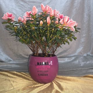 Pianta di Azalea Fiorita
