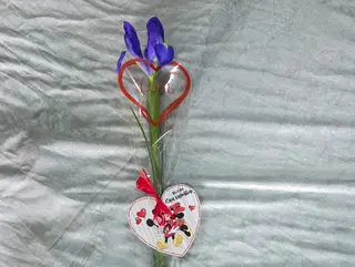 Iris love