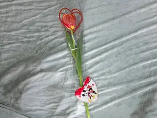 Tulipano dell'amore