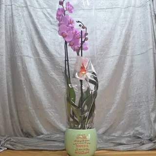 Pianta di Phalaenopsis
