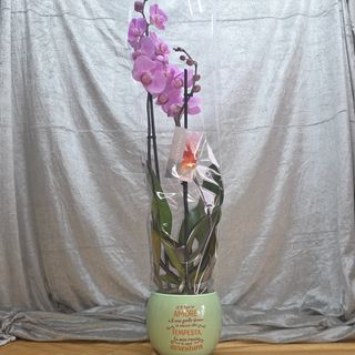Pianta di Phalaenopsis