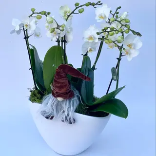 ceramica phalenopsis 6 rami